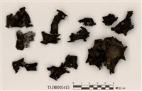 藏品(複葉石耳)的圖片